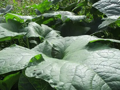 la hoja de la planta, en detalle