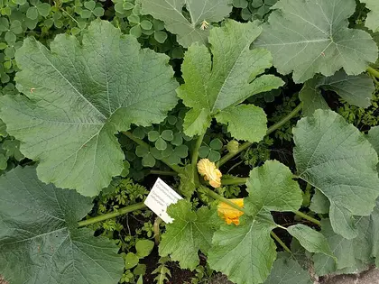 la planta de la planta, en detalle