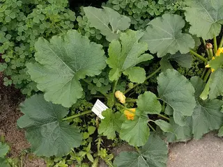 Calabacín (Cucurbita pepo)