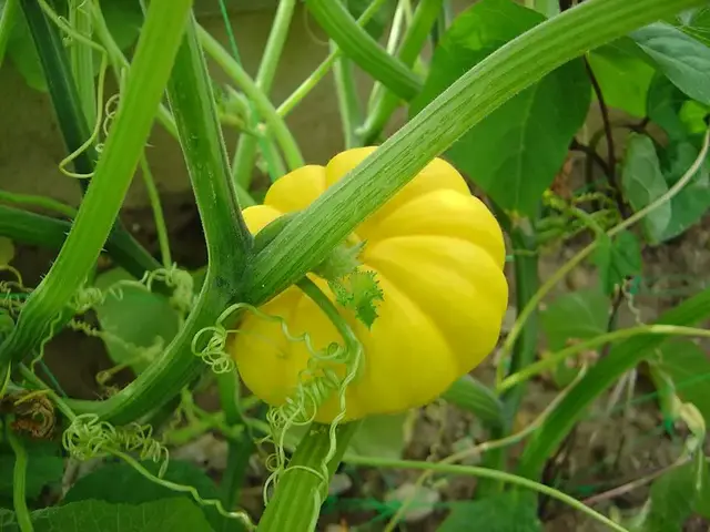 Calabaza (Cucurbita)