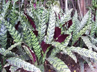 Calathea (Calathea)