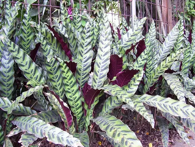 Calathea (Calathea)
