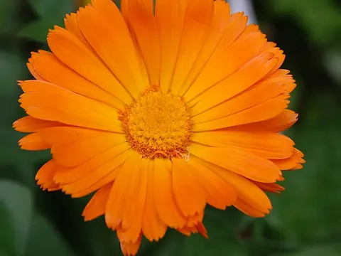 la flor de la planta, en detalle