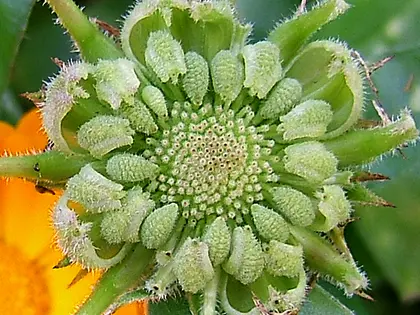 el fruto de la planta, en detalle