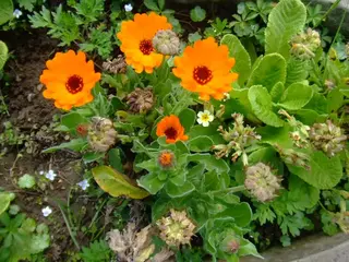Caléndula (Calendula officinalis)