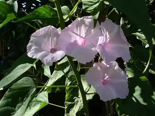 Campanilla (Ipomoea)