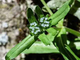 canónigo (Valerianella locusta)