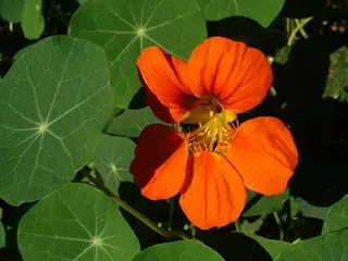 capuchina (Tropaeolum majus)