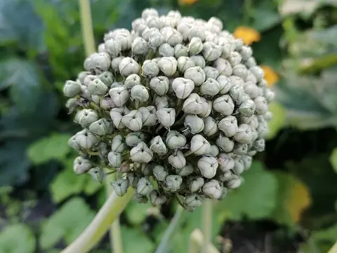 la flor de la planta, en detalle