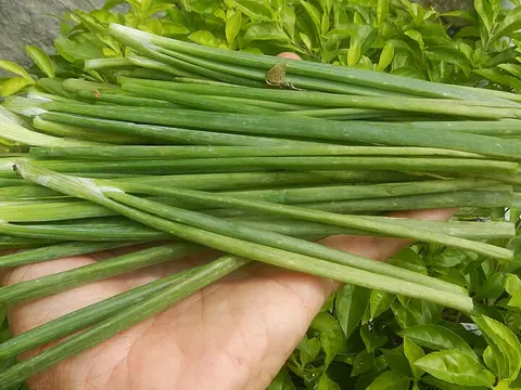la hoja de la planta, en detalle