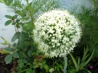 Cebolla (Allium cepa)