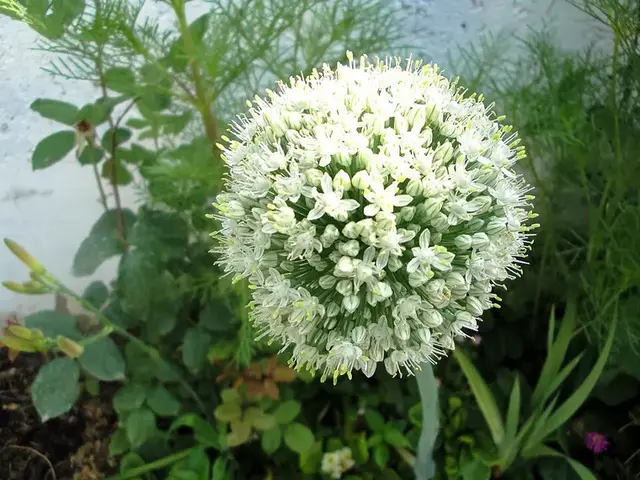 Cebolla (Allium cepa)
