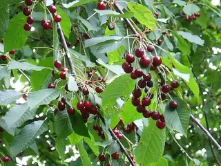 Cerezo (Prunus avium)