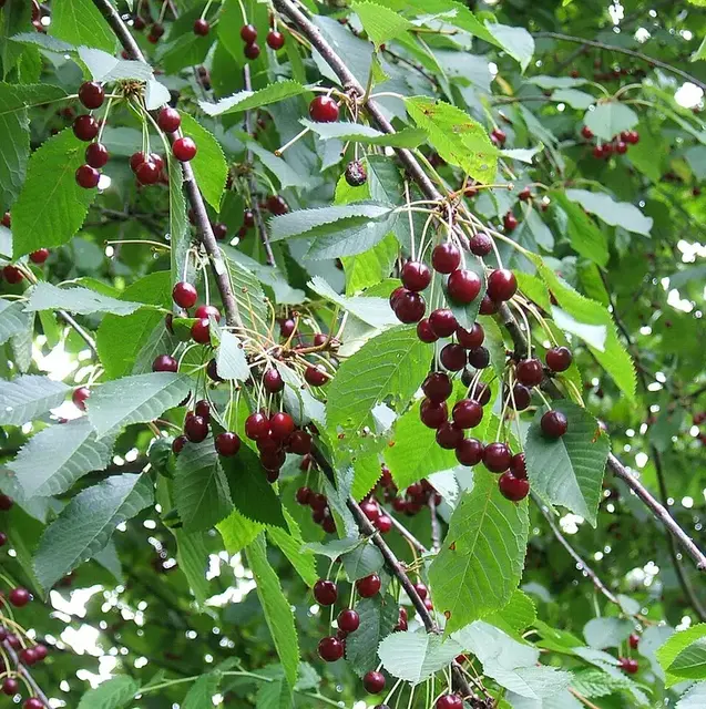 Cerezo (Prunus avium)