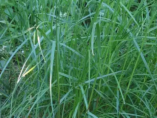 Césped (Lolium perenne)
