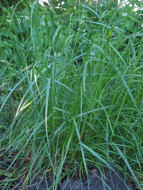 Césped (Lolium perenne)