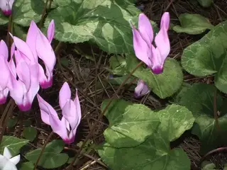 Ciclamen (Cyclamen)