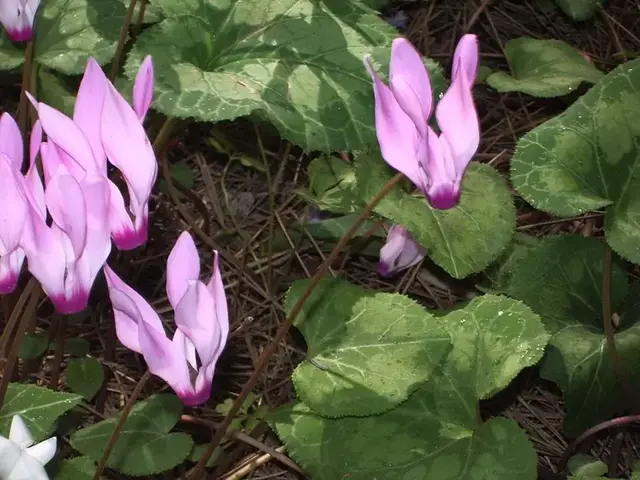 Ciclamen (Cyclamen)