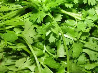 cilantro (Coriandrum sativum)