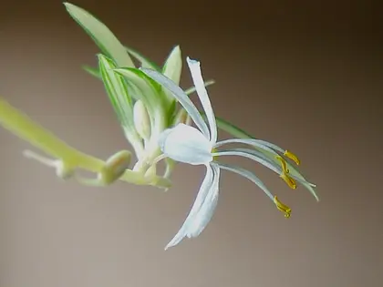 la flor de la planta, en detalle