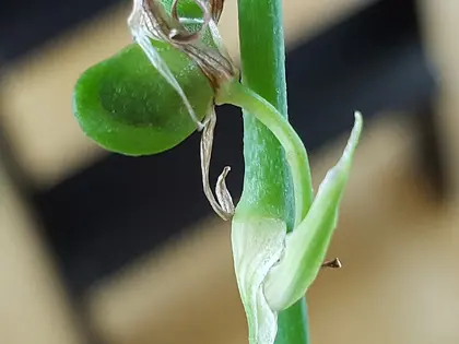 el fruto de la planta, en detalle