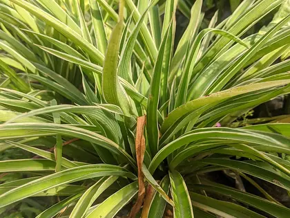 la planta de la planta, en detalle