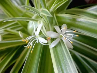 Cinta (Chlorophytum comosum)