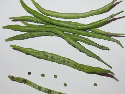 el fruto de la planta, en detalle