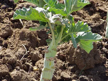 la planta de la planta, en detalle