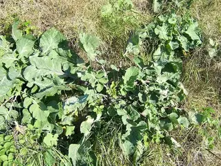 col (Brassica oleracea)