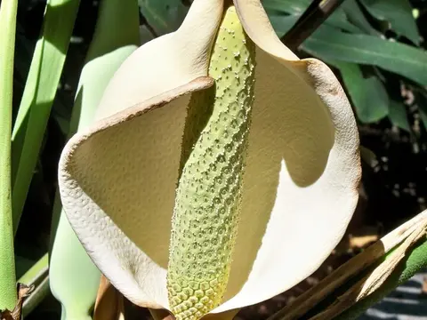 la flor de la planta, en detalle