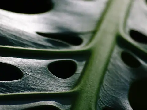 la hoja de la planta, en detalle