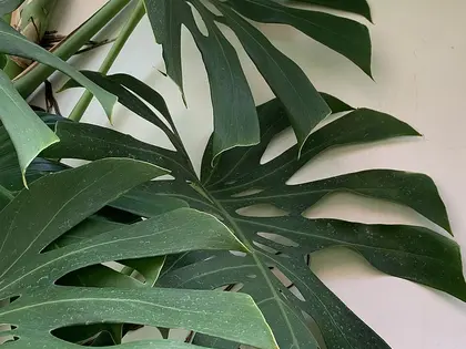 la planta de la planta, en detalle