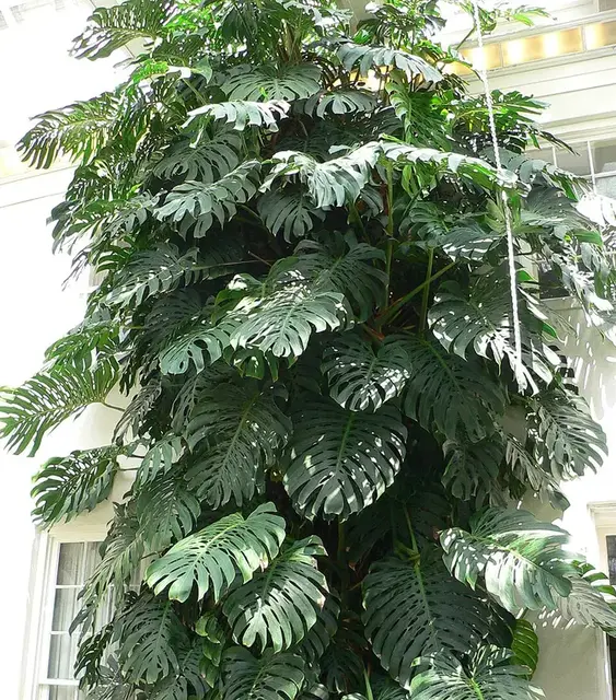 Costilla de Adan (Monstera deliciosa)