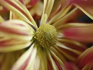 Crisantemo (Chrysanthemum)