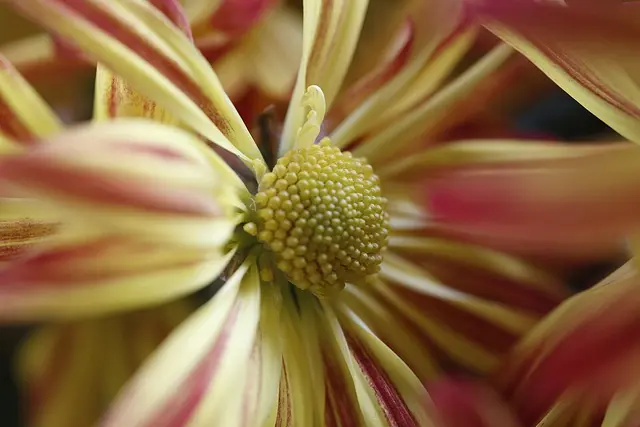 Crisantemo (Chrysanthemum)