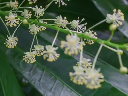 la flor de la planta, en detalle