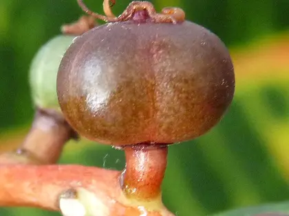 el fruto de la planta, en detalle