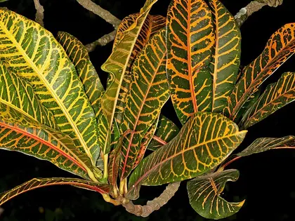 la hoja de la planta, en detalle