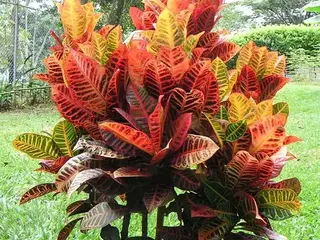 Croton (Codiaeum variegatum)