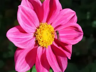 Dalia (Dahlia)