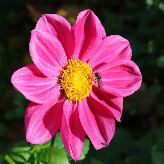 Dalia (Dahlia)