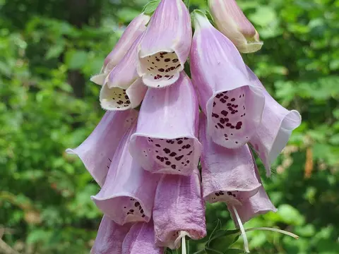 la flor de la planta, en detalle