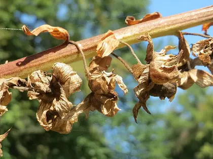 el fruto de la planta, en detalle