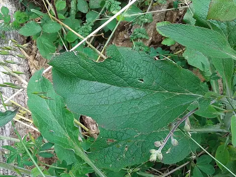 la hoja de la planta, en detalle