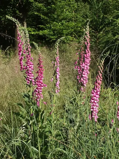 Dedalera (Digitalis purpurea)