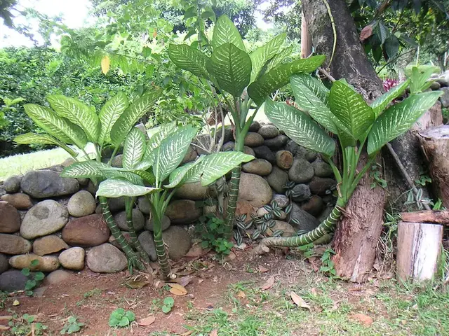 Difenbaquia (Dieffenbachia)