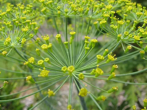 la flor de la planta, en detalle