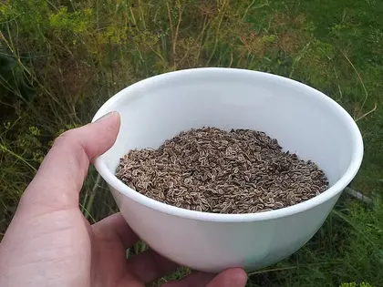 el fruto de la planta, en detalle