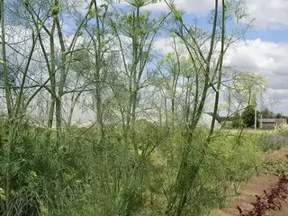 Eneldo (Anethum graveolens)